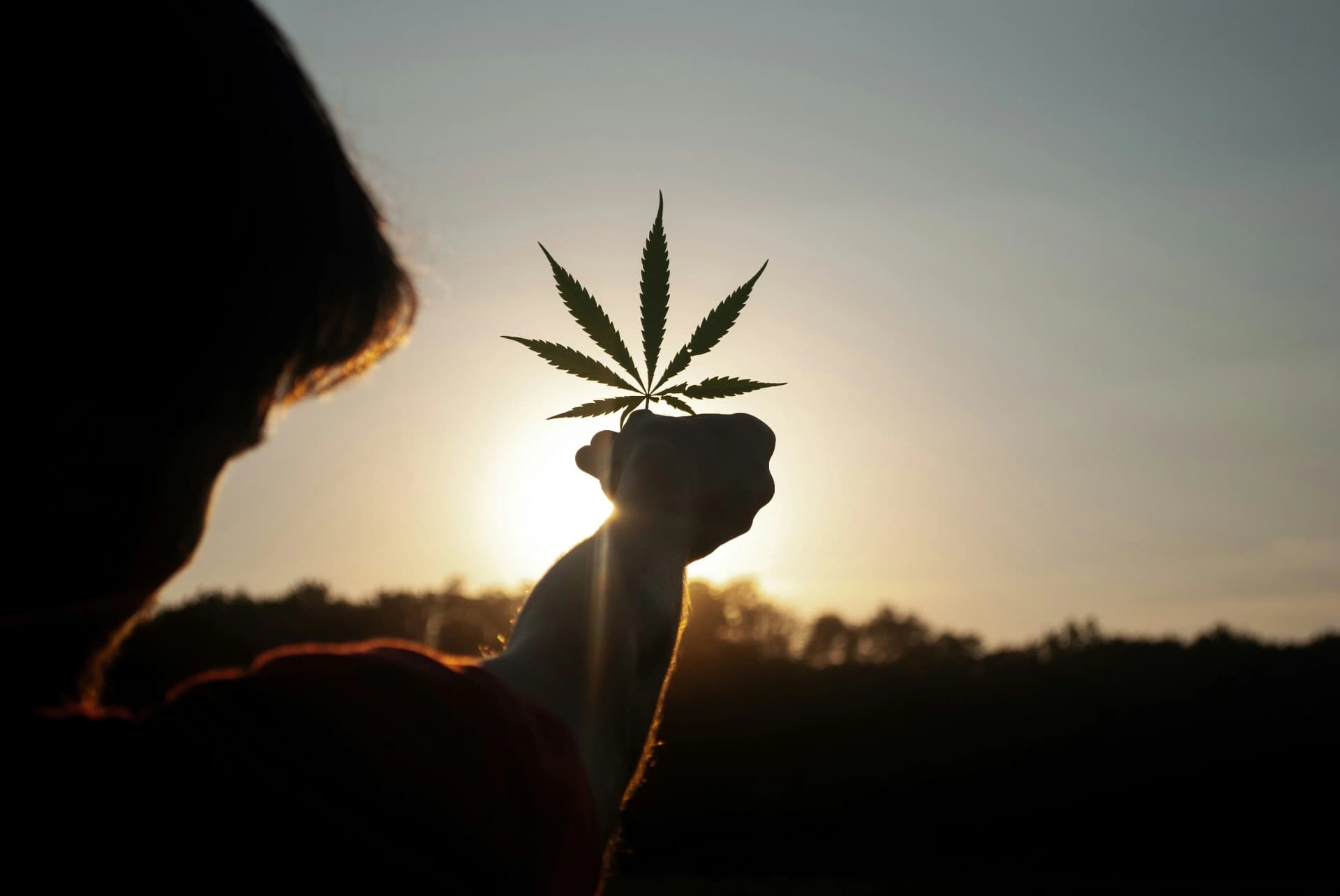 Cannabis leaf silhouette at sunset